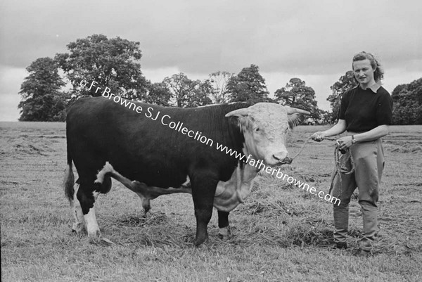 HEADFORD HOUSE  PEDIGREE HEREFORD BULL